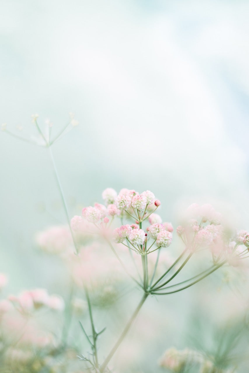 spring flowers